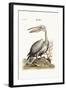 The Pelican, 1749-73-George Edwards-Framed Giclee Print