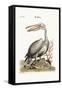 The Pelican, 1749-73-George Edwards-Framed Stretched Canvas