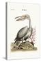 The Pelican, 1749-73-George Edwards-Stretched Canvas