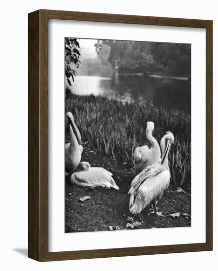 The Pelicans of St James's Park, London, 1926-1927-McLeish-Framed Giclee Print