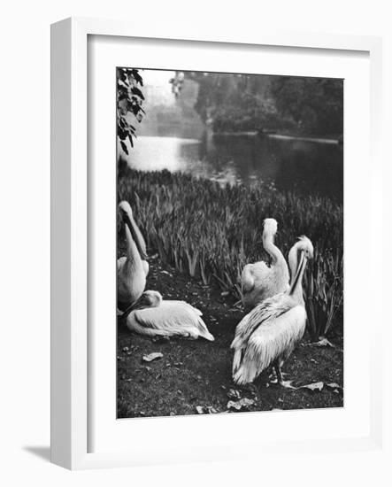 The Pelicans of St James's Park, London, 1926-1927-McLeish-Framed Giclee Print