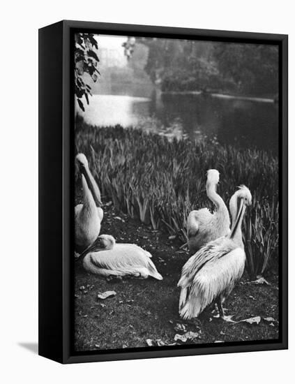 The Pelicans of St James's Park, London, 1926-1927-McLeish-Framed Stretched Canvas