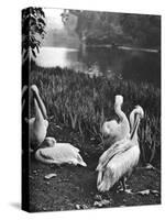 The Pelicans of St James's Park, London, 1926-1927-McLeish-Stretched Canvas