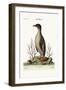 The Penguin, 1749-73-George Edwards-Framed Giclee Print