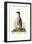 The Penguin, 1749-73-George Edwards-Framed Giclee Print