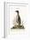 The Penguin, 1749-73-George Edwards-Framed Giclee Print