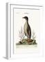 The Penguin, 1749-73-George Edwards-Framed Giclee Print