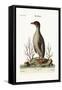 The Penguin, 1749-73-George Edwards-Framed Stretched Canvas