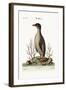 The Penguin, 1749-73-George Edwards-Framed Giclee Print