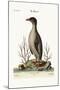 The Penguin, 1749-73-George Edwards-Mounted Giclee Print