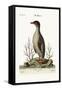 The Penguin, 1749-73-George Edwards-Framed Stretched Canvas