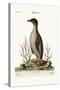 The Penguin, 1749-73-George Edwards-Stretched Canvas