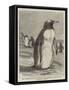 The Penguin from the Falkland Isles Recently Placed in the Zoological Gardens-null-Framed Stretched Canvas