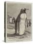 The Penguin from the Falkland Isles Recently Placed in the Zoological Gardens-null-Stretched Canvas