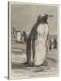 The Penguin from the Falkland Isles Recently Placed in the Zoological Gardens-null-Stretched Canvas