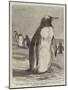 The Penguin from the Falkland Isles Recently Placed in the Zoological Gardens-null-Mounted Giclee Print