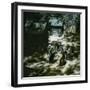 The Penguins of the Jardin D'Acclimatation, Paris 5XVIth Arrondissement), Circa 1890-1895-Leon, Levy et Fils-Framed Photographic Print