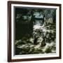 The Penguins of the Jardin D'Acclimatation, Paris 5XVIth Arrondissement), Circa 1890-1895-Leon, Levy et Fils-Framed Photographic Print