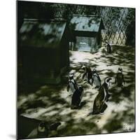 The Penguins of the Jardin D'Acclimatation, Paris 5XVIth Arrondissement), Circa 1890-1895-Leon, Levy et Fils-Mounted Photographic Print