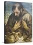 The Penitent St Francis, C.1585-Annibale Carracci-Stretched Canvas