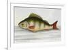 The Perch From the River Rhino-E. Albin-Framed Giclee Print