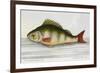 The Perch From the River Rhino-E. Albin-Framed Giclee Print