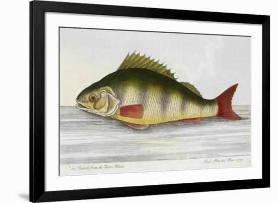 The Perch From the River Rhino-E. Albin-Framed Giclee Print