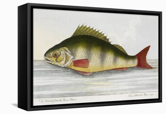 The Perch From the River Rhino-E. Albin-Framed Stretched Canvas