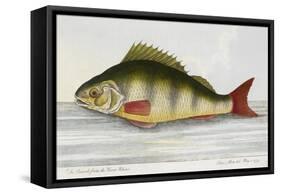 The Perch From the River Rhino-E. Albin-Framed Stretched Canvas