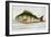 The Perch From the River Rhino-E. Albin-Framed Giclee Print