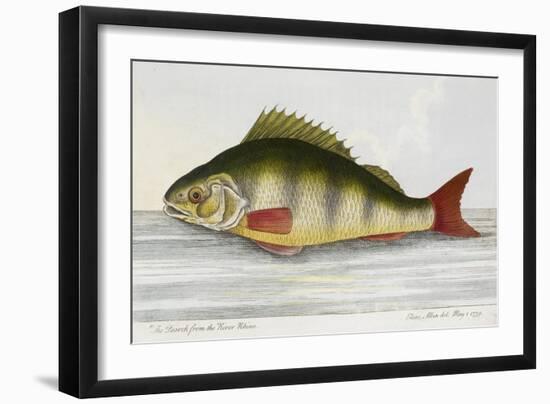 The Perch From the River Rhino-E. Albin-Framed Giclee Print