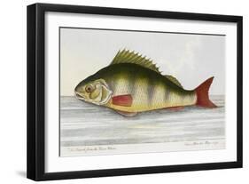 The Perch From the River Rhino-E. Albin-Framed Giclee Print