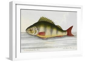 The Perch From the River Rhino-E. Albin-Framed Giclee Print