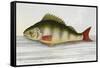 The Perch From the River Rhino-E. Albin-Framed Stretched Canvas