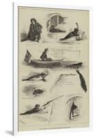 The Performing Seal at the Royal Aquarium-null-Framed Giclee Print