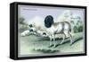 The Persian Sheep-John Stewart-Framed Stretched Canvas