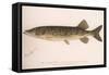 The Pickerel (Lucius Reticulatus. Le Sueu), C.1920S-null-Framed Stretched Canvas