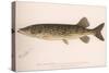 The Pickerel (Lucius Reticulatus. Le Sueu), C.1920S-null-Stretched Canvas