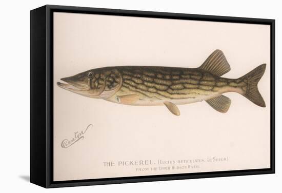 The Pickerel (Lucius Reticulatus. Le Sueu), C.1920S-null-Framed Stretched Canvas