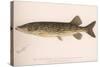 The Pickerel (Lucius Reticulatus. Le Sueu), C.1920S-null-Stretched Canvas