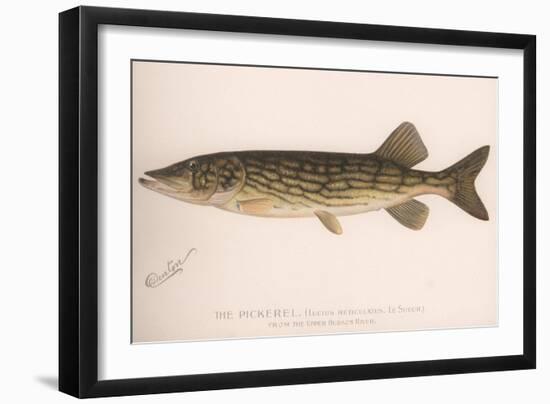 The Pickerel (Lucius Reticulatus. Le Sueu), C.1920S-null-Framed Giclee Print