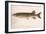 The Pickerel (Lucius Reticulatus. Le Sueu), C.1920S-null-Framed Giclee Print