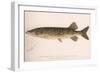 The Pickerel (Lucius Reticulatus. Le Sueu), C.1920S-null-Framed Giclee Print