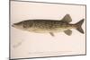 The Pickerel (Lucius Reticulatus. Le Sueu), C.1920S-null-Mounted Giclee Print