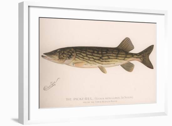 The Pickerel (Lucius Reticulatus. Le Sueu), C.1920S-null-Framed Giclee Print