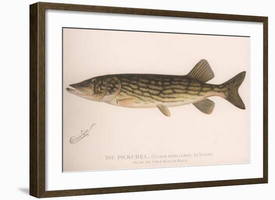 The Pickerel (Lucius Reticulatus. Le Sueu), C.1920S-null-Framed Giclee Print