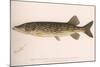 The Pickerel (Lucius Reticulatus. Le Sueu), C.1920S-null-Mounted Giclee Print