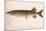 The Pickerel (Lucius Reticulatus. Le Sueu), C.1920S-null-Mounted Giclee Print