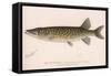 The Pickerel (Lucius Reticulatus. Le Sueur), C.1920S-null-Framed Stretched Canvas