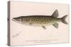 The Pickerel (Lucius Reticulatus. Le Sueur), C.1920S-null-Stretched Canvas